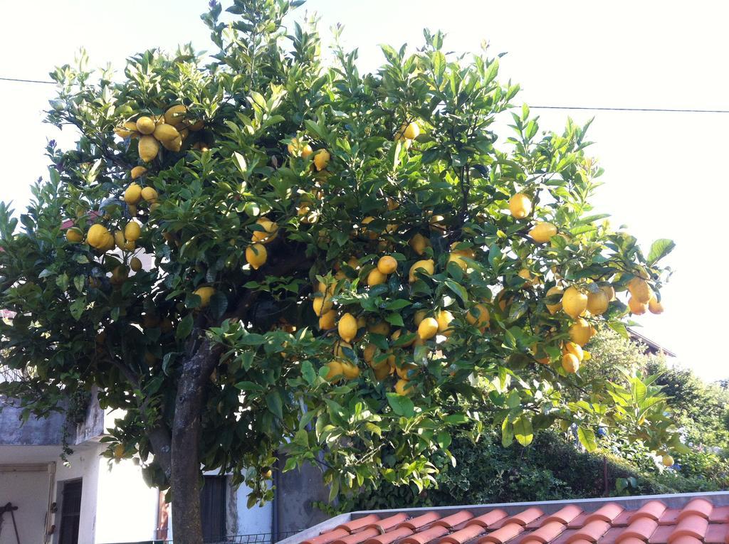 Casa Dos Cabecinhos Paradamonte Exterior foto
